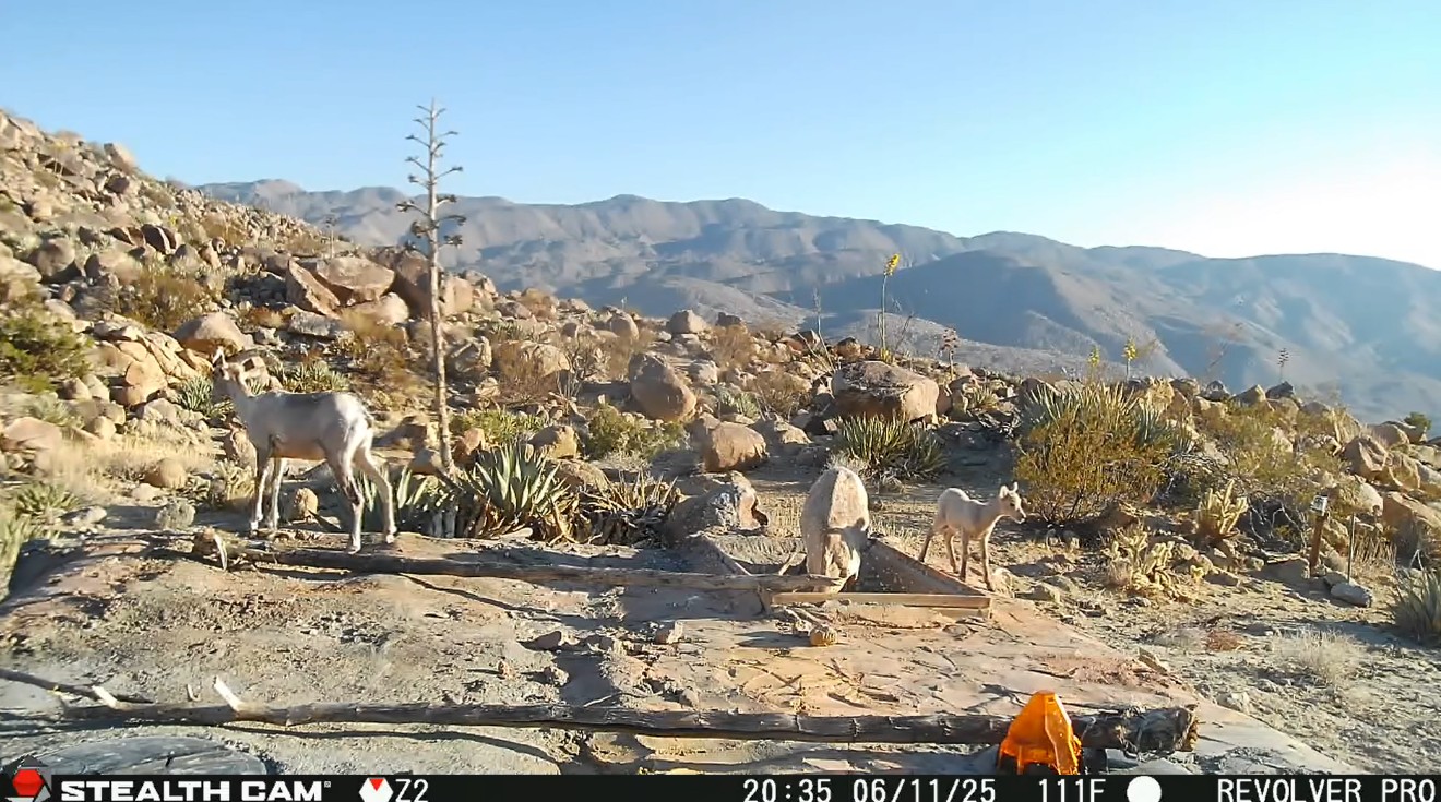 Sunset Peak Guzzler Lamb